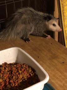 possum on the table where the dry cat food is, inside the catio